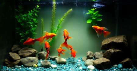 cuidados básicos com peixes ornamentais em aquários pequenos
