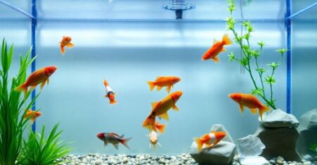 dicas de aquarismo para iniciantes com peixes ornamentais em casa