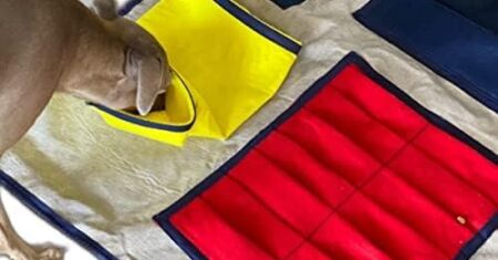 Tapete de Enriquecimento Ambiental Interativo para Cães e Gatos: A Experiência de Forrageio que Seu Pet Merece!